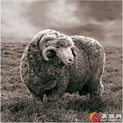 关于皮毛一体,你需要知道这些事