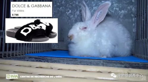 福懋动物医院 香奈儿停止使用珍异皮革引轰动,了解毛皮制品的背后,还想买吗